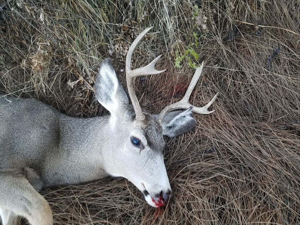 My 2016 Montana Mule Deer
