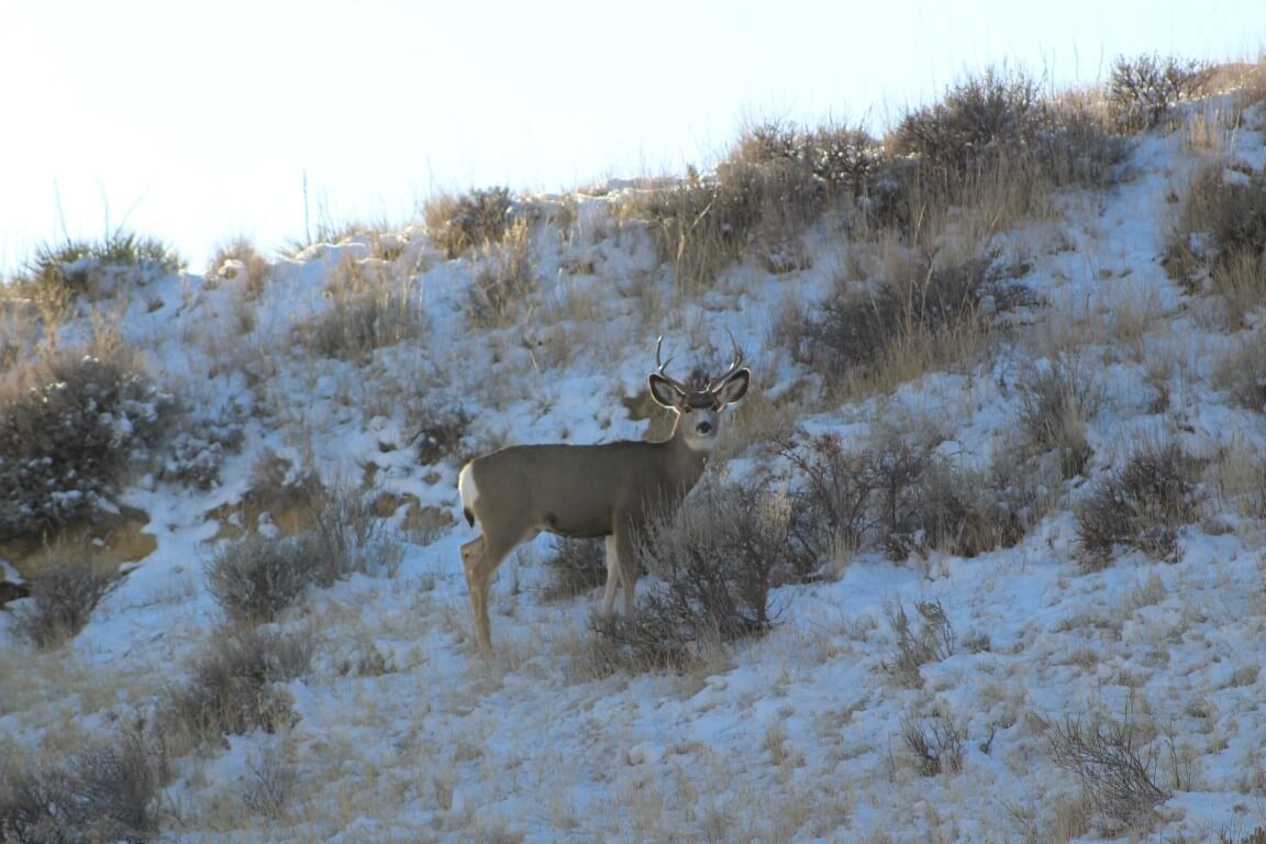 2.5 year old mule deer buck