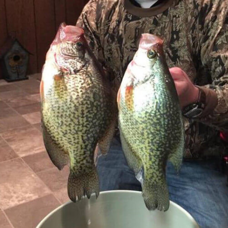 Two Devils Lake Crappies