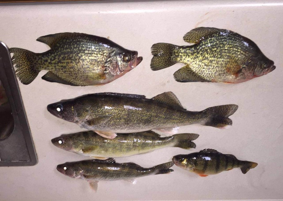 Fish from Devils Lake