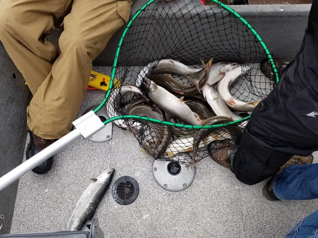 Lake Trout in the Net with a side of Coho