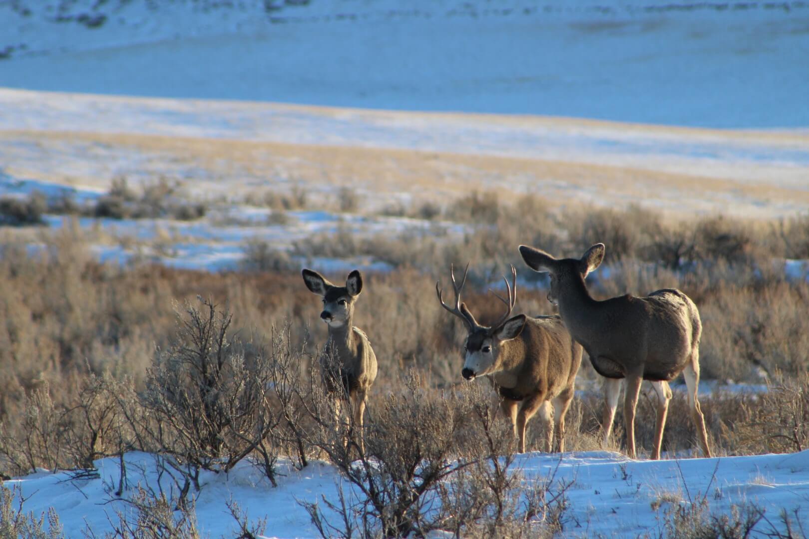 4x4 buck getting into the rut