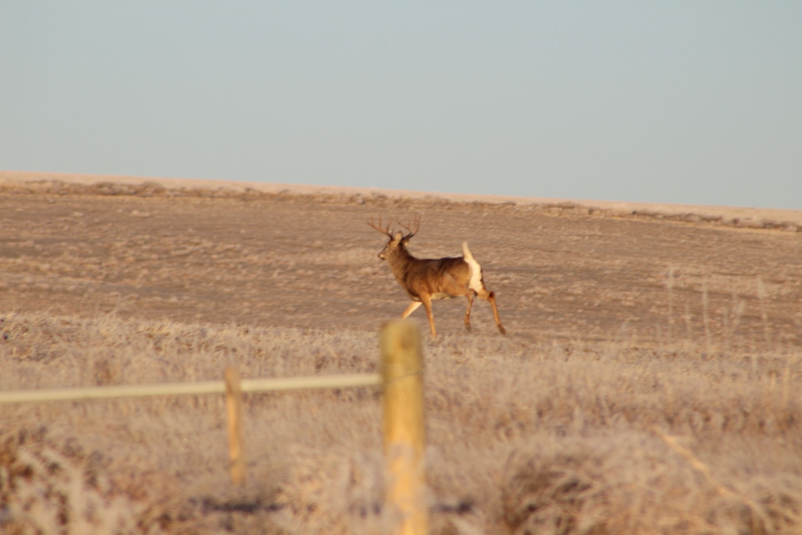 Huge Whitetail
