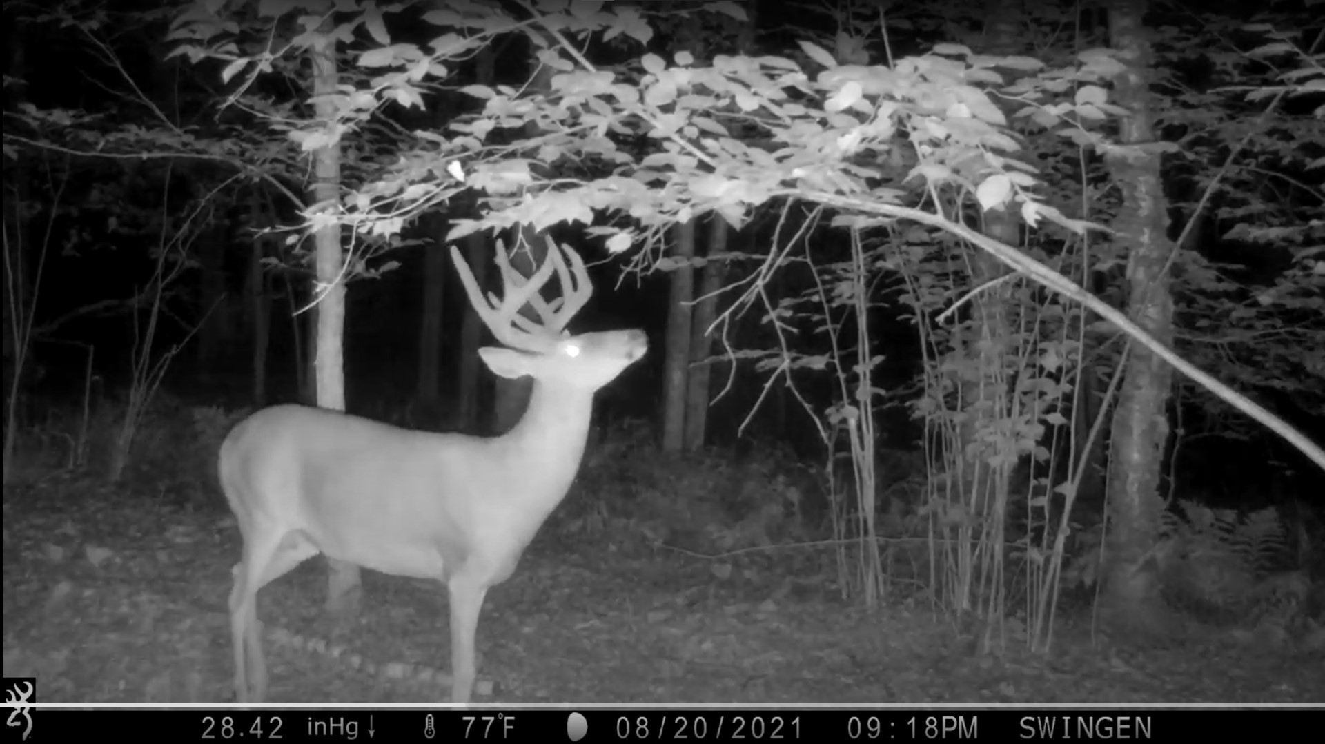 Whitetail Buck on Trail Camera