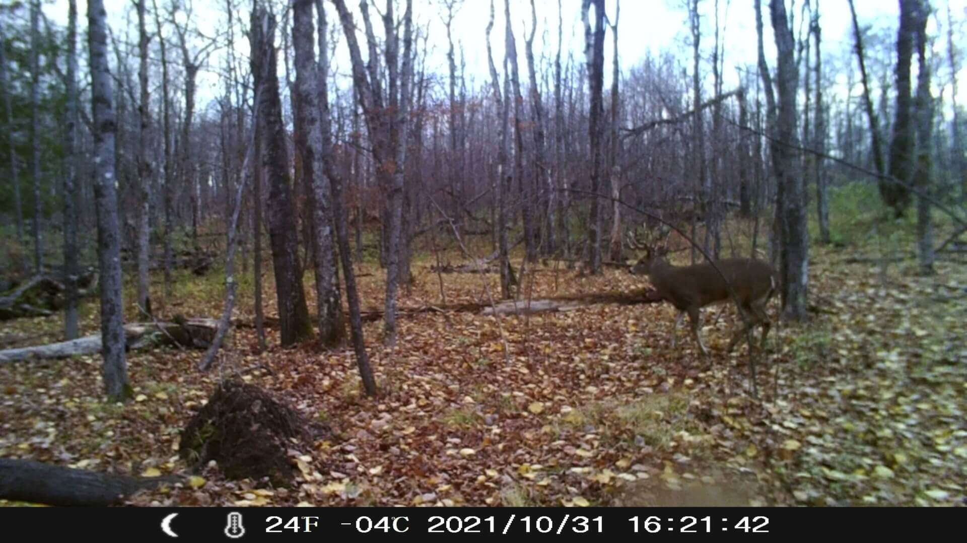 Whitetail Buck on Trail Camera