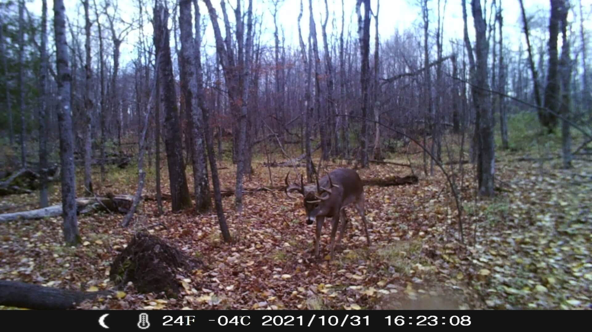 Whitetail Buck on Trail Camera
