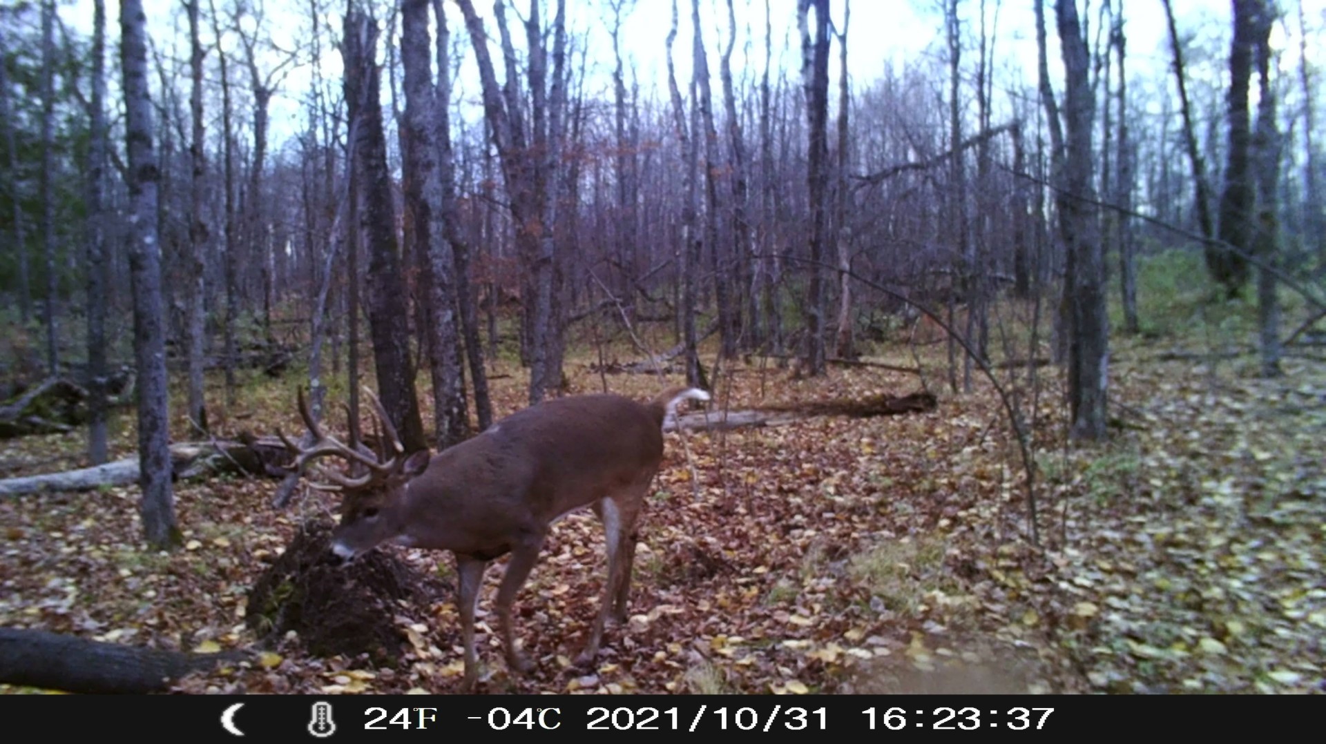 Whitetail Buck on Trail Camera