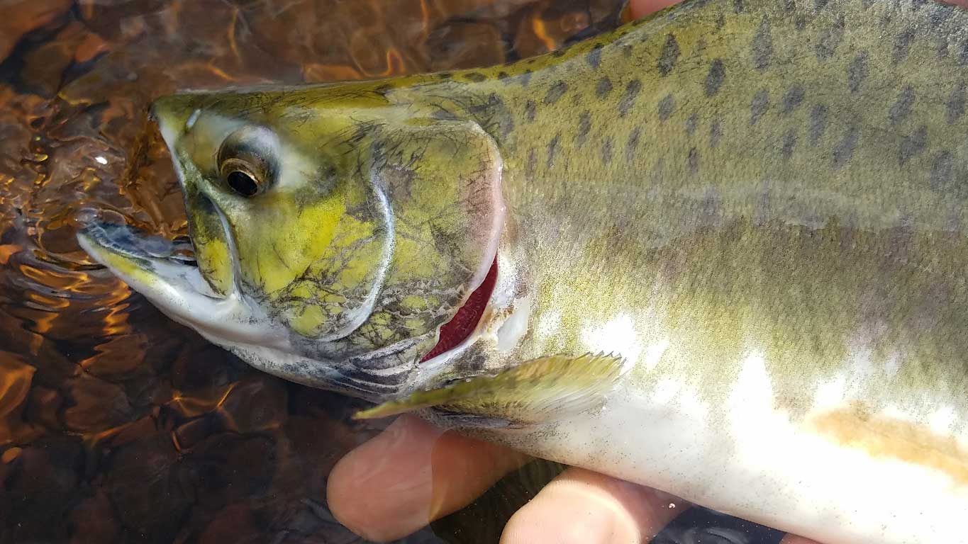 How To: Catch A Lake Superior Pink Salmon