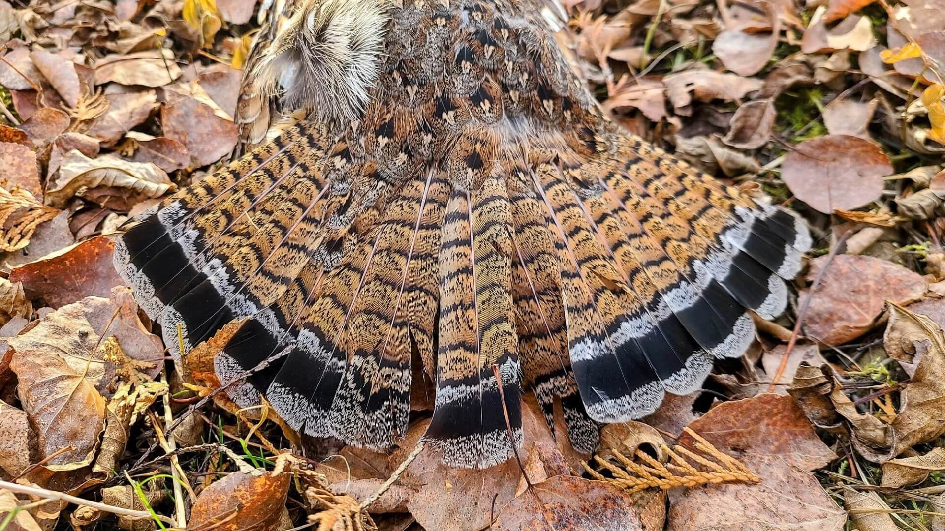 Getting Started Ruffed Grouse Hunting