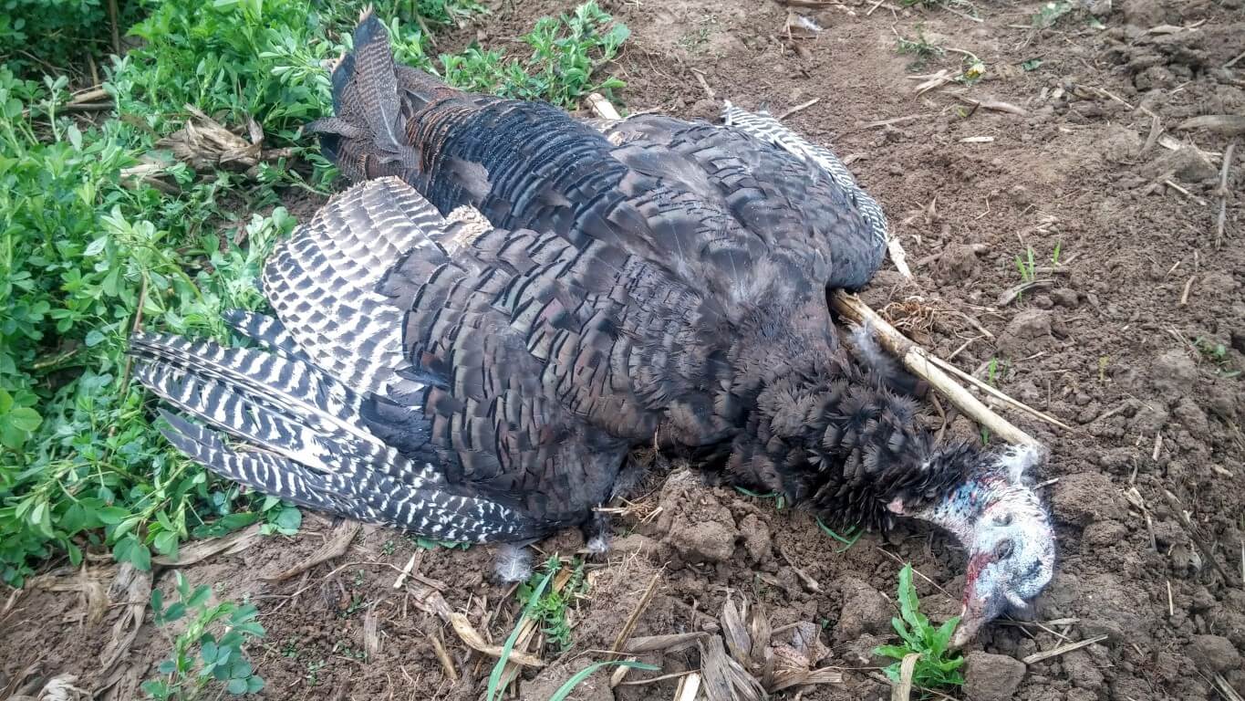 Turkey Down