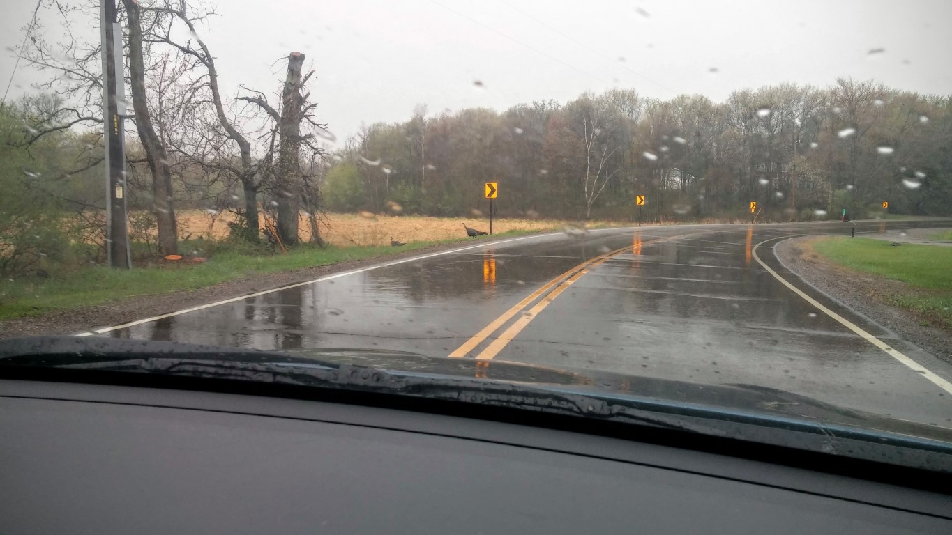Turkeys crossing the road