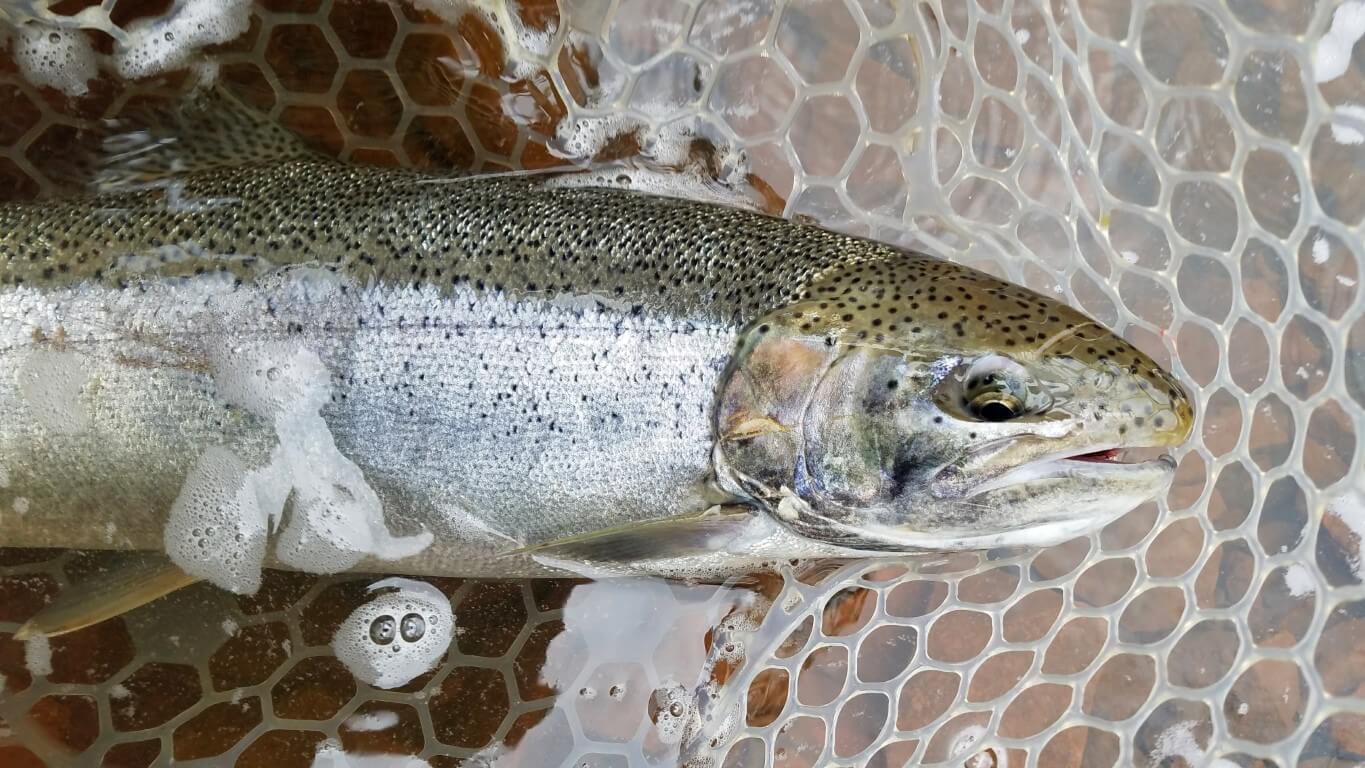 Steelhead